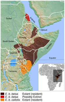East African oryx Oryx beisa distribution map 2.png