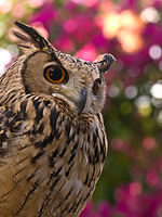 Turkestan Eagle Owl Kakegawa.jpg