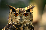 Eurasian Eagle-Owl Maurice van Bruggen.JPG