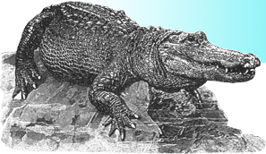 Alligator reclining on rock