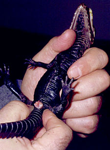 popping a dwarf caiman by bending the tail upwards