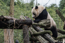 Bao Bao, an American-Born Panda, Steps Out in China