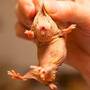 A naked mole-rat