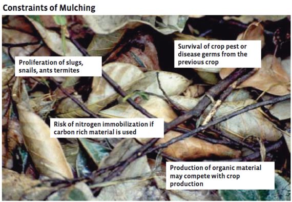 Potential problems related to mulching (Photo of a mulch layer)