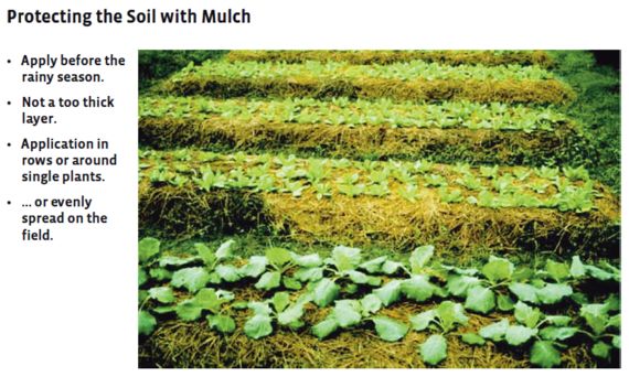 Mulch applied in vegetable fields in the Philippines, with recommendations for the application of mulch in key words