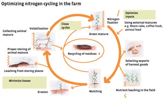 Optimising nitrogen cycling in the farm. Scheme of a farm with fields and animals showing inputs, outputs and losses