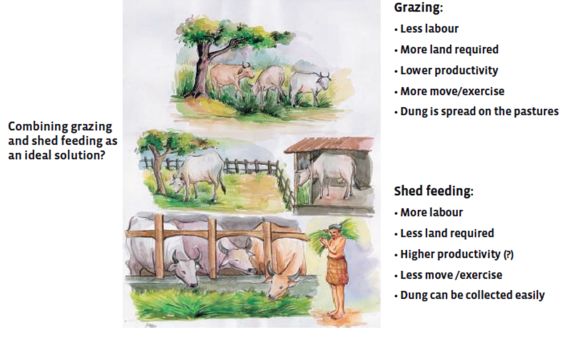 The pros and cons of grazing and shed feeding, and the combination of both systems as a promising option