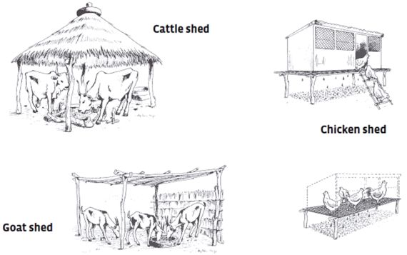 Traditional simple sheds in Senegal (cattle shed, goat shed, chicken shed)