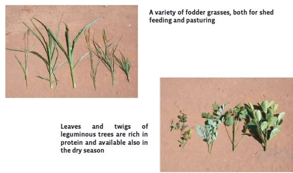 Varieties of fodder grasses and leguminous tree plants used as fodder for cattle and goats