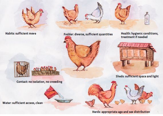What farm animals need - For example chickens have various needs which should be fulfilled simultaneously