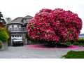 The pink rhododendron at 226 Kitchener Street in Ladysmith is believed to be at least 115 years old.