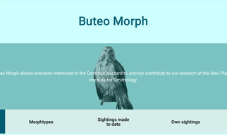 Buteo-morph is a hand-on-project of our institute for all interested bird observers: Data is collected throughout whole Europe on the geographical and temporary differences in the distribution of the various morph-types in the common buzzard.