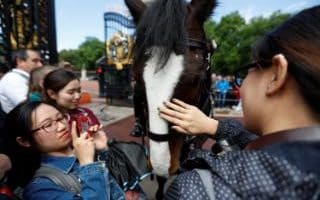 tourists pet a police horse
