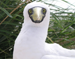 Masked booby small image