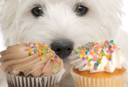 Dog looking soulfully at cupcakes