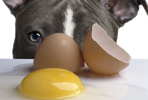 Sad dog and raw egg