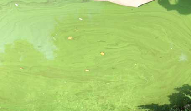 New York State health department image of green algal blooms in water 