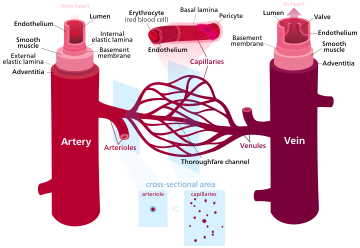 Diagram of blood vessel structures.