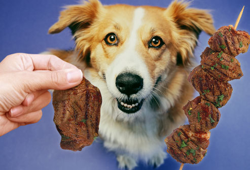 Dog being treated to grilled lean meat