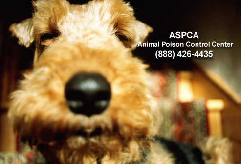Dog and animal poison control hotline