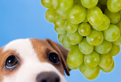 Sad dog longing for grapes