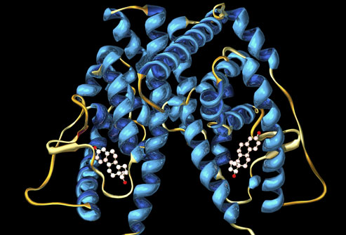 Molecular Model Of Estrogen Receptor