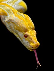 Yellow Albino Burmese Python