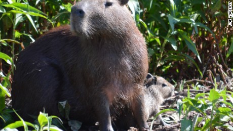 Capybara mother and baby