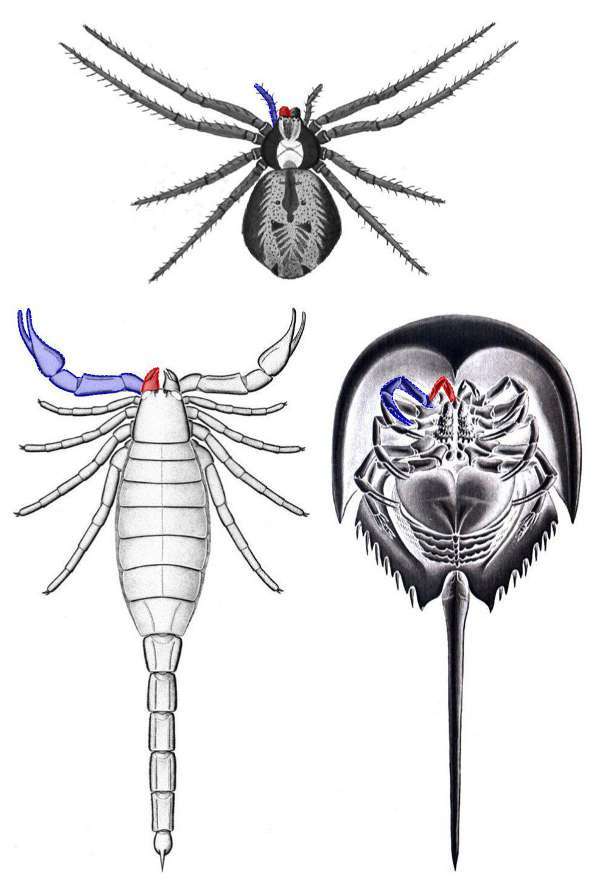Figure 2 - The chelicerae on different groups of Chelicerates (coloured in red). Top is spider, bottom left is a fossil scorpion species, and bottom right is a horseshoe crab. A second head appendage, the pedipalp, is coloured in blue for each.