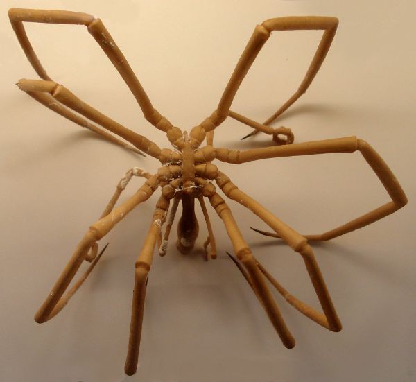 Figure 3 - A modern member of the sea spiders (Pycnogonida).