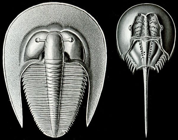 Figure 5 - A trilobite (left) and horseshoe crab (right) which on the basis of their similar appearance were traditionally considered related. This is less widely supported by modern work. 