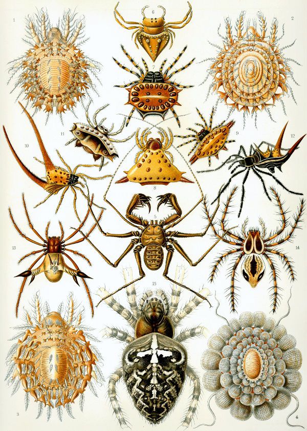 Figure 4 - Examples of the arachnids, from Ernst Haeckel's famous book Kunstformen der Natur.