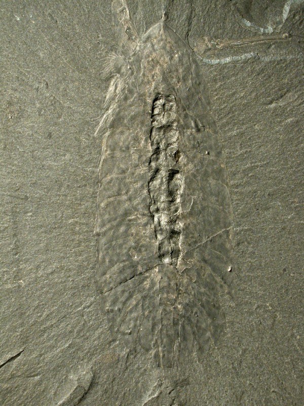 Figure 6 - Leanchoilia, an example of the Cambrian 'great appendage' arthropods. Image courtesy of Diego Garcia-Bellido.