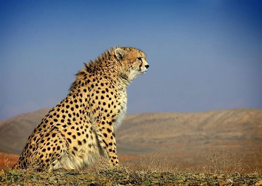 UNDP not to extend Iran’s Conservation of Asiatic Cheetah Project