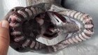 Capturan un rarísimo tiburón prehistórico que tiene 300 filosos dientes
