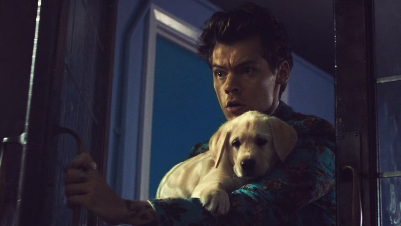 Who Brings Puppies To A Food Fight? Harry Styles, Of Course