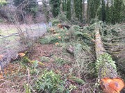 More than 30 trees illegally cut down in Lake Oswego