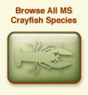 Load all MS crayfish species.