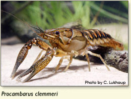 Procambarus clemmeri crayfish