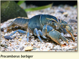 Procambarus barbiger crayfish