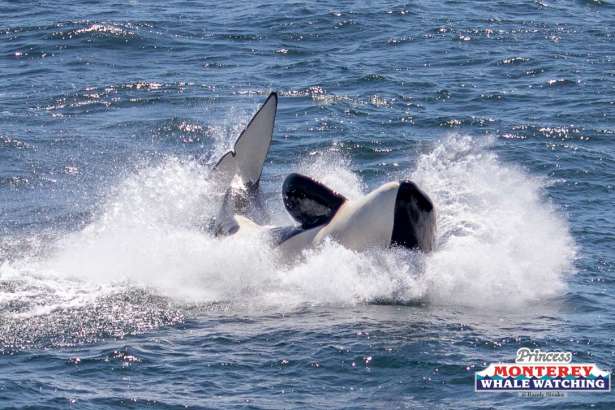 Boats of whale watchers looked on as a pod of seven killer whales attacked, killed and fed on a gray whale calf on Tuesday, April 17, 2018.