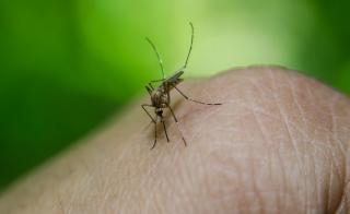 Mosquito on a finger