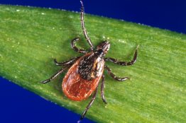 New Effort for Lyme Disease Vaccine Draws Early Fire