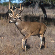 Image shows a male white-tailed deer facing to the left of the image.