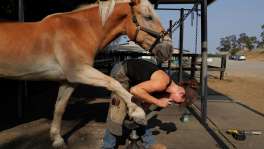 Sam Gubera works on cleaning up Bosco's hooves at The Horse Park at Woodside in Woodside, Calif., on Friday, August 24, 2018. Sam Gubera has been working as a farrier, a profession largely dominated by men, for three years after having ridden horses since she was 6 years old.