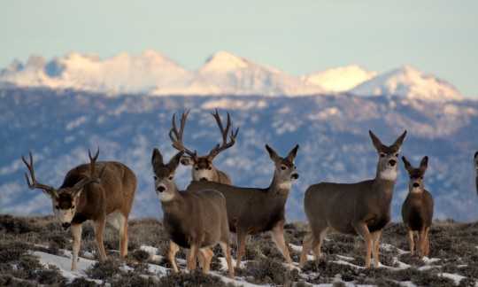 Mule deer stand in a group with snow-capped mountains in the background