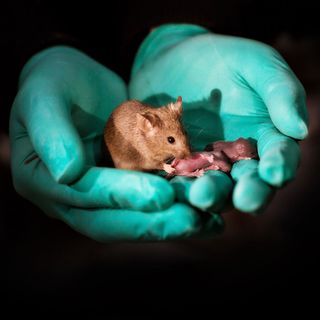 Mouse in gloved hands