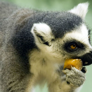 lemur eating fruit