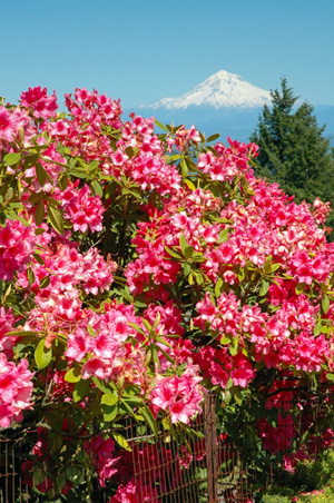 Rhodedendrons with Mount Hood in the background