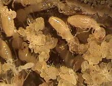 File:Egg grooming behaviour of Reticulitermes speratus workers in a nursery cell - pone.0000813.s006.ogv